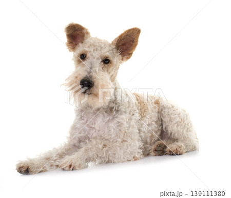 female fox terrier 139111380