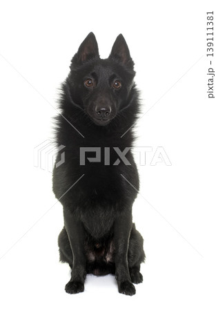 young Schipperke dog 139111381