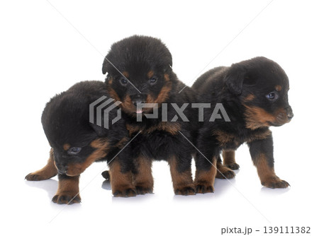 young puppies rottweiler 139111382