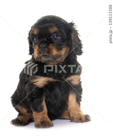 puppy cavalier king charles puppy cavalier king charles 139111388