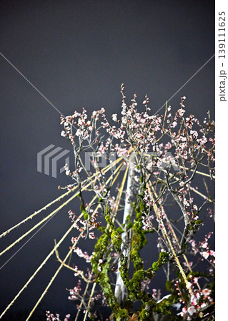 高岡古城公園の梅林 雪吊り 梅の花 夜景 高岡古城公園の梅林 雪吊り 梅の花 夜景 139111625