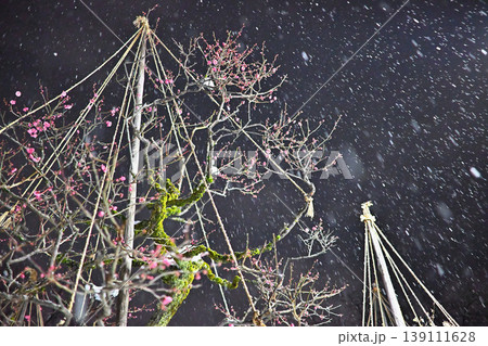 雪降る梅林　雪吊り　梅の花　夜景 139111628