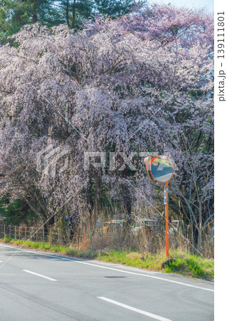 優美な枝垂れ桜の木 カーブミラーとシダレザクラ 優美な枝垂れ桜の木 カーブミラーとシダレザクラ 139111801