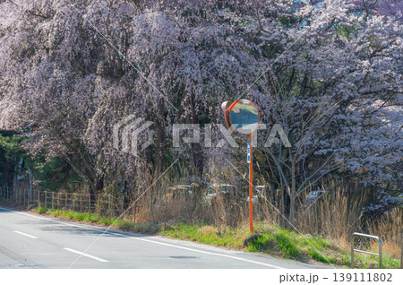 優美な枝垂れ桜の木 カーブミラーとシダレザクラ 優美な枝垂れ桜の木 カーブミラーとシダレザクラ 139111802