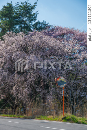 優美な枝垂れ桜の木　カーブミラーとシダレザクラ 139111804