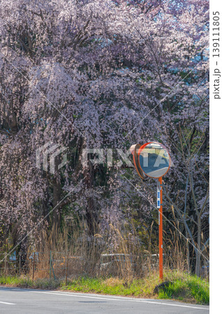 優美な枝垂れ桜の木 カーブミラーとシダレザクラ 優美な枝垂れ桜の木 カーブミラーとシダレザクラ 139111805