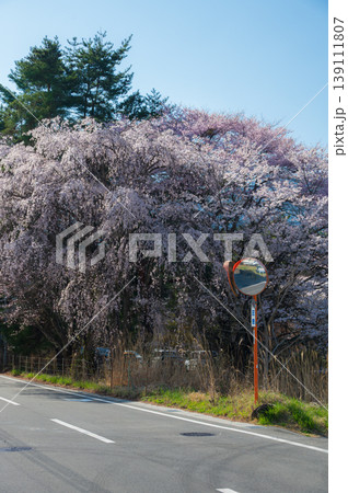 優美な枝垂れ桜の木 カーブミラーとシダレザクラ 優美な枝垂れ桜の木 カーブミラーとシダレザクラ 139111807
