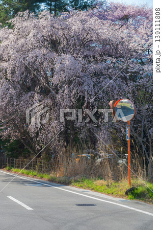 優美な枝垂れ桜の木 カーブミラーとシダレザクラ 優美な枝垂れ桜の木 カーブミラーとシダレザクラ 139111808