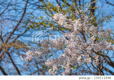青空背景の桜の花 139111846