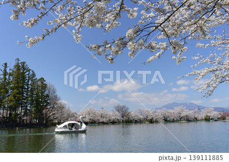 須坂市臥竜公園の桜 139111885