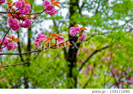 春の風物詩 八重桜の開花 139111890