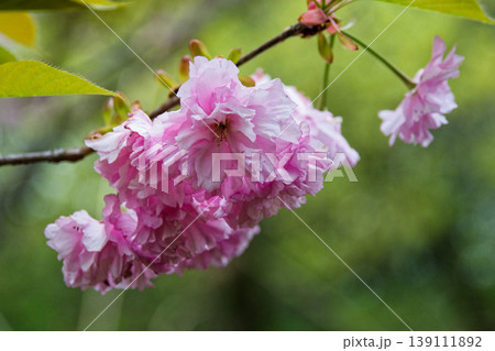春の風物詩 八重桜の開花 139111892