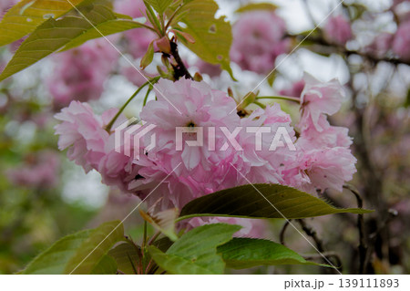 春の風物詩 八重桜の開花 139111893