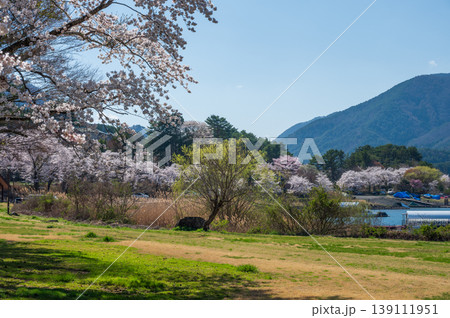 シッコゴ公園の春景色 満開の桜 シッコゴ公園の春景色 満開の桜 139111951