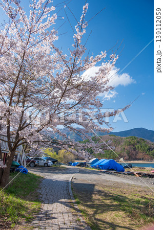 河口湖畔の桜 日本の春 河口湖畔の桜 日本の春 139112059