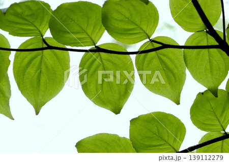 葉脈が透き通るヤマボウシ(Cornus kousa)の新緑 東北 葉脈が透き通るヤマボウシ(Cornus kousa)の新緑 東北 139112279