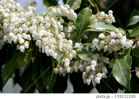 白が眩しいアセビ(Pieris japonica)の花 東北 白が眩しいアセビ(Pieris japonica)の花 東北 139112280
