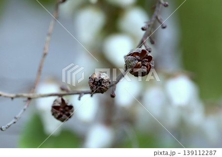 今にも弾けそうなアセビ(Pieris japonica)の果実 東北 今にも弾けそうなアセビ(Pieris japonica)の果実 東北 139112287