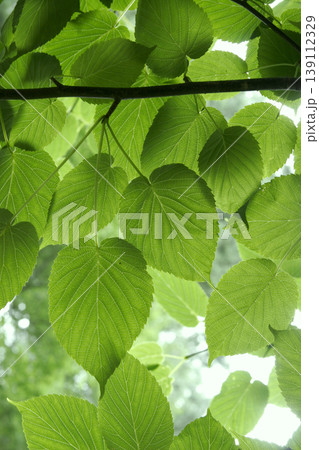 瑞々しい緑が鮮やかに輝くハンカチノキ（Davidia involucrata）の新緑　東北 139112329