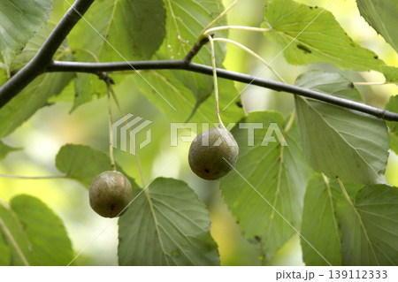丸い姿が可愛いハンカチノキ（Davidia involucrata）の実　東北 139112333