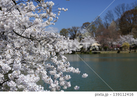 須坂市臥竜公園の桜 139112416
