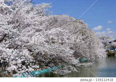 須坂市臥竜公園の桜 139112418