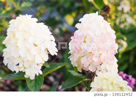 Two Hydrangea Paniculata Pandalus Flowers In Garden 139112452