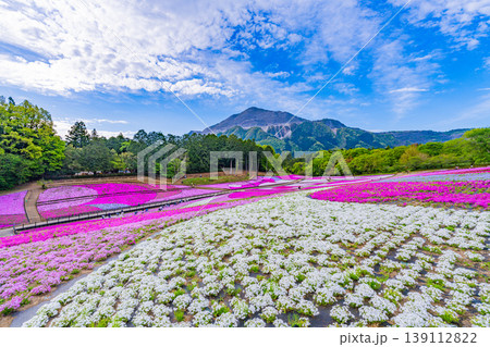 (埼玉県)秩父市 羊山公園・芝桜の丘 (埼玉県)秩父市 羊山公園・芝桜の丘 139112822