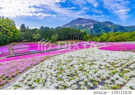 (埼玉県)秩父市 羊山公園・芝桜の丘 (埼玉県)秩父市 羊山公園・芝桜の丘 139112826