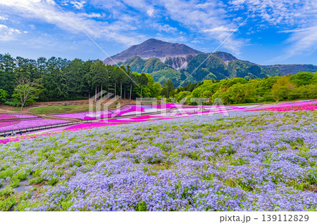 (埼玉県)秩父市 羊山公園・芝桜の丘 (埼玉県)秩父市 羊山公園・芝桜の丘 139112829