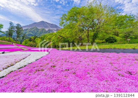 (埼玉県)秩父市 羊山公園・芝桜の丘 (埼玉県)秩父市 羊山公園・芝桜の丘 139112844