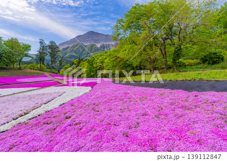 (埼玉県)秩父市 羊山公園・芝桜の丘 (埼玉県)秩父市 羊山公園・芝桜の丘 139112847
