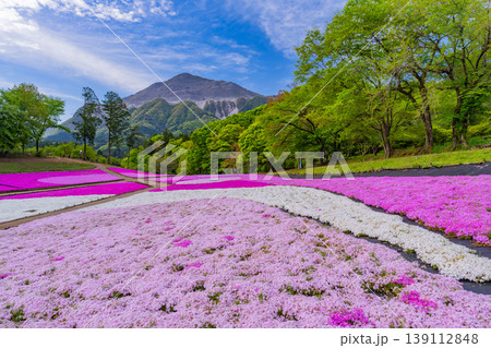 (埼玉県)秩父市 羊山公園・芝桜の丘 (埼玉県)秩父市 羊山公園・芝桜の丘 139112848