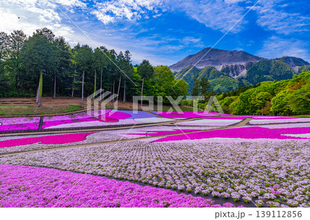 (埼玉県)秩父市 羊山公園・芝桜の丘 (埼玉県)秩父市 羊山公園・芝桜の丘 139112856