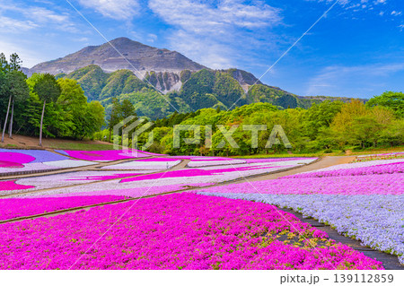 (埼玉県)秩父市 羊山公園・芝桜の丘 (埼玉県)秩父市 羊山公園・芝桜の丘 139112859