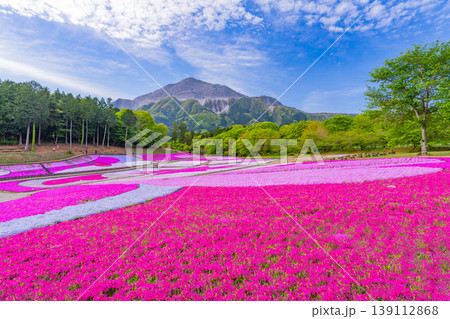 (埼玉県)秩父市 羊山公園・芝桜の丘 (埼玉県)秩父市 羊山公園・芝桜の丘 139112868