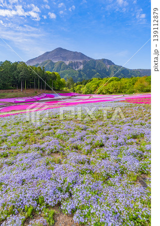 （埼玉県）秩父市　羊山公園・芝桜の丘 139112879