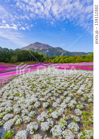 (埼玉県)秩父市 羊山公園・芝桜の丘 (埼玉県)秩父市 羊山公園・芝桜の丘 139112882