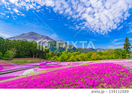 (埼玉県)秩父市 羊山公園・芝桜の丘 (埼玉県)秩父市 羊山公園・芝桜の丘 139112889