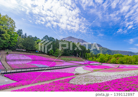 （埼玉県）秩父市　羊山公園・芝桜の丘 139112897