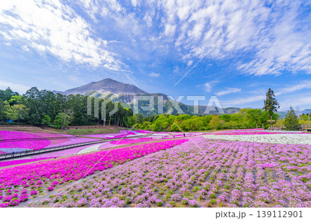 (埼玉県)秩父市 羊山公園・芝桜の丘 (埼玉県)秩父市 羊山公園・芝桜の丘 139112901