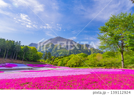 (埼玉県)秩父市 羊山公園・芝桜の丘 (埼玉県)秩父市 羊山公園・芝桜の丘 139112924