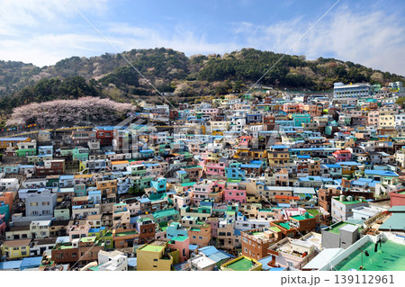 Top view of Gamcheon Culture Village with cherry blossom, Busan 139112961