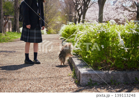 春の桜満開の公園でポメラニアンの子犬と遊んでいる可愛い女子中学生の姿 春の桜満開の公園でポメラニアンの子犬と遊んでいる可愛い女子中学生の姿 139113248
