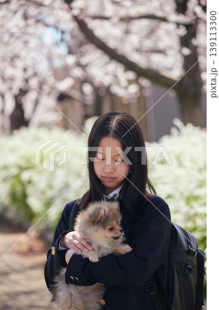 春の桜満開の公園でポメラニアンの子犬と遊んでいる可愛い女子中学生の姿 139113300
