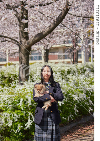 春の桜満開の公園でポメラニアンの子犬と遊んでいる可愛い女子中学生の姿 春の桜満開の公園でポメラニアンの子犬と遊んでいる可愛い女子中学生の姿 139113311