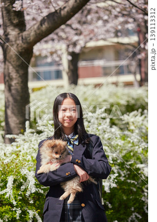 春の桜満開の公園でポメラニアンの子犬と遊んでいる可愛い女子中学生の姿 139113312