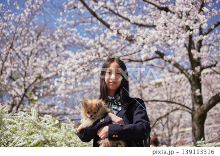 春の桜満開の公園でポメラニアンの子犬と遊んでいる可愛い女子中学生の姿 139113316