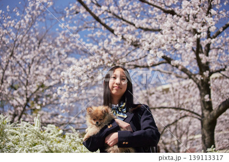 春の桜満開の公園でポメラニアンの子犬と遊んでいる可愛い女子中学生の姿 139113317