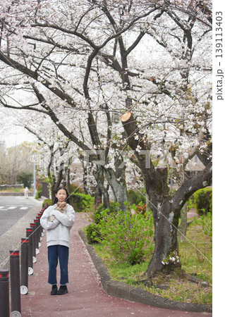 春の桜満開の住宅地の公園で可愛いポメラニアンの子犬と一緒に花見する女子中学生の姿 139113403